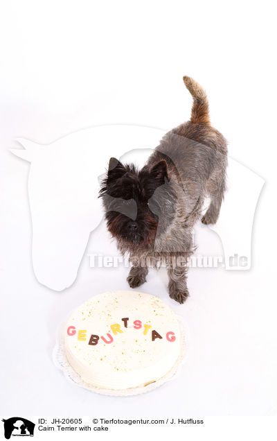 Cairn Terrier with cake / JH-20605