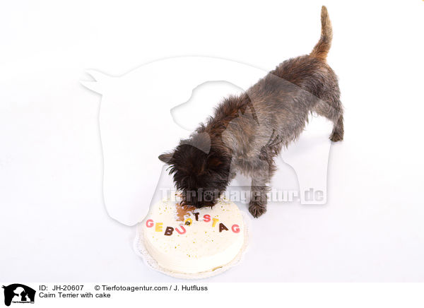 Cairn Terrier with cake / JH-20607