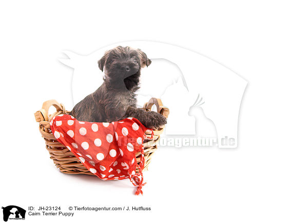 Cairn Terrier Puppy / JH-23124