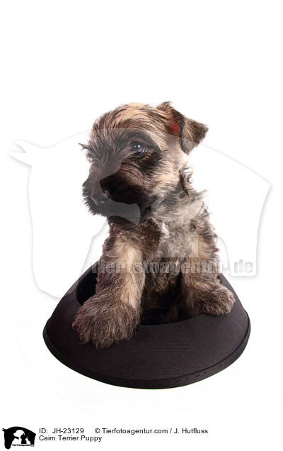 Cairn Terrier Puppy / JH-23129