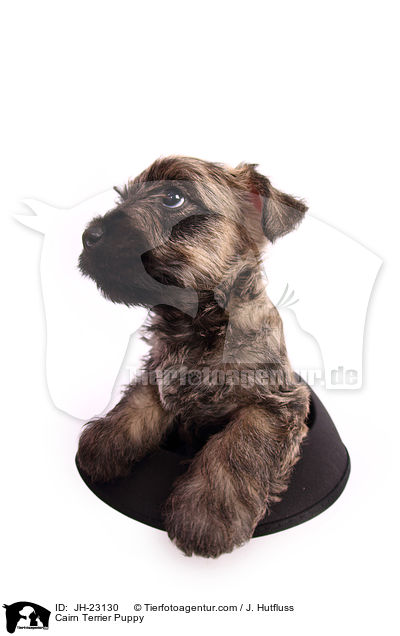 Cairn Terrier Puppy / JH-23130