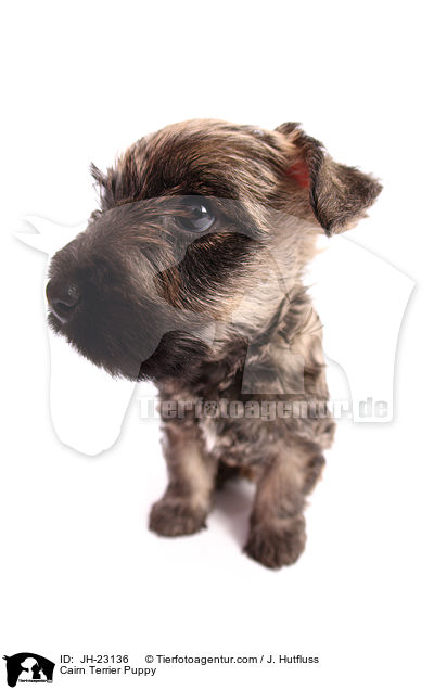 Cairn Terrier Puppy / JH-23136