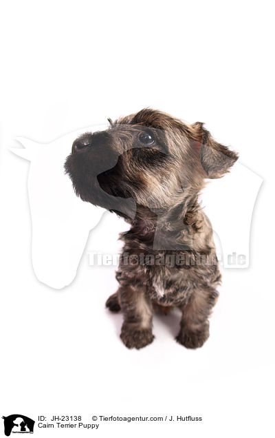 Cairn Terrier Puppy / JH-23138