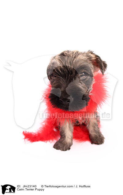 Cairn Terrier Puppy / JH-23140