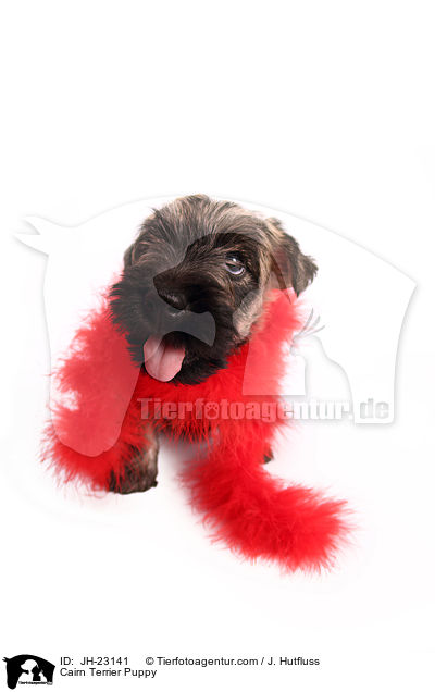 Cairn Terrier Puppy / JH-23141