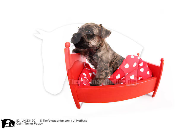 Cairn Terrier Puppy / JH-23150