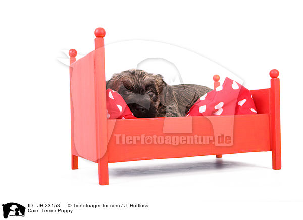 Cairn Terrier Puppy / JH-23153