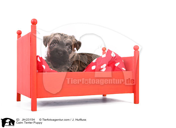 Cairn Terrier Puppy / JH-23154