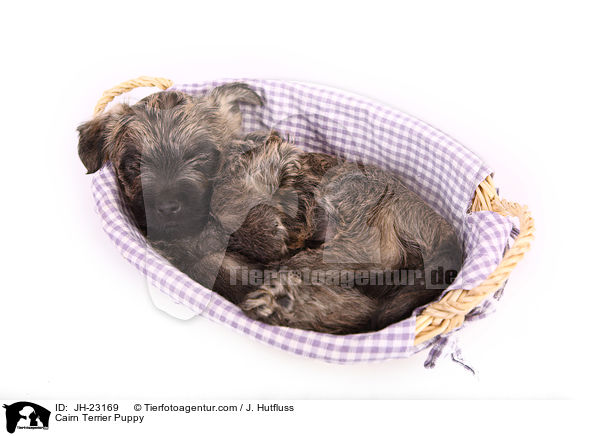 Cairn Terrier Puppy / JH-23169