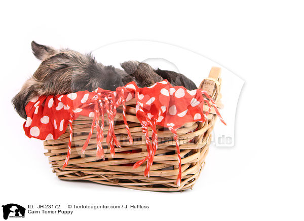 Cairn Terrier Puppy / JH-23172