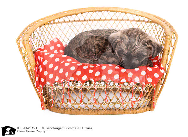 Cairn Terrier Puppy / JH-23191
