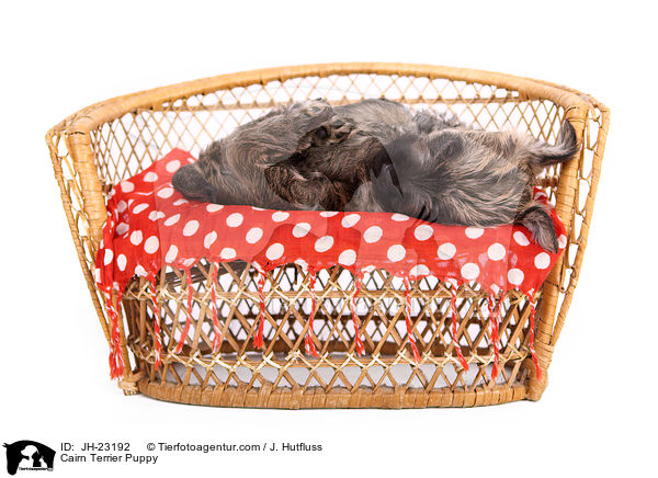 Cairn Terrier Puppy / JH-23192