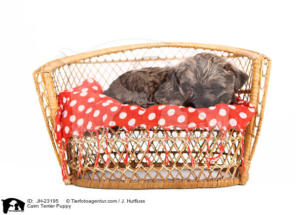 Cairn Terrier Puppy / JH-23195