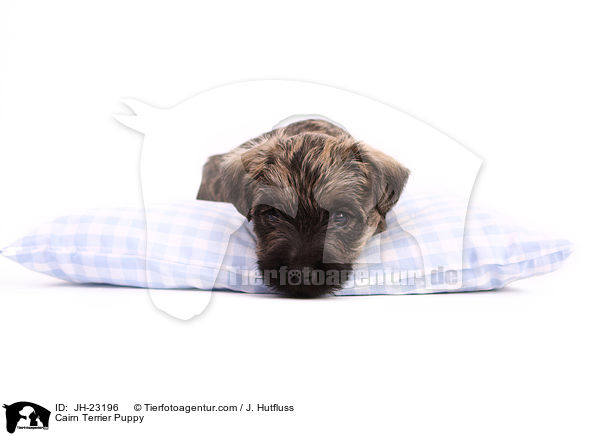 Cairn Terrier Puppy / JH-23196