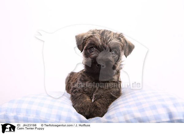Cairn Terrier Puppy / JH-23198