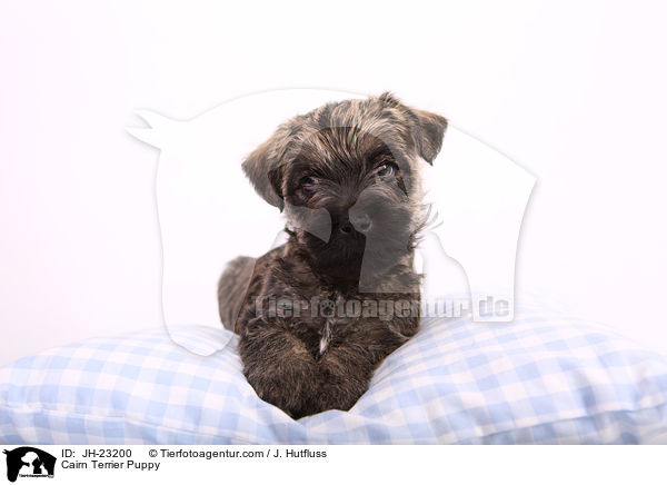 Cairn Terrier Puppy / JH-23200