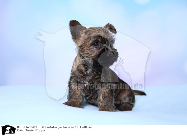 Cairn Terrier Puppy / JH-23201