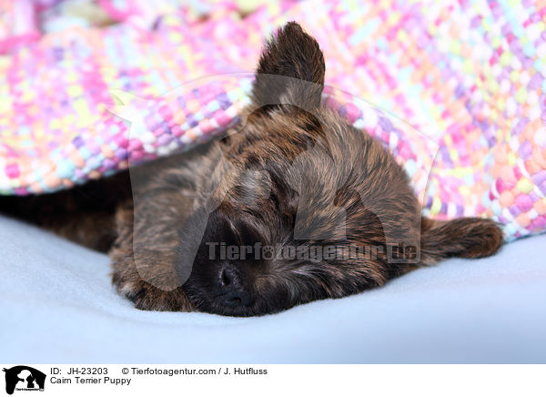 Cairn Terrier Puppy / JH-23203