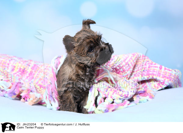 Cairn Terrier Puppy / JH-23204