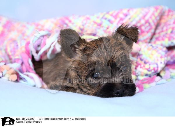 Cairn Terrier Puppy / JH-23207
