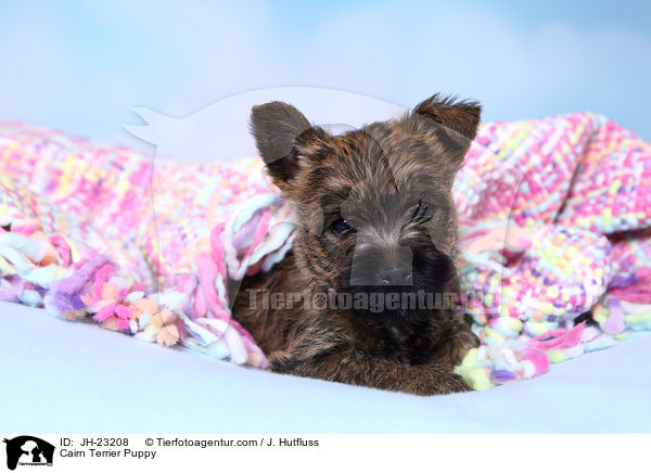 Cairn Terrier Puppy / JH-23208