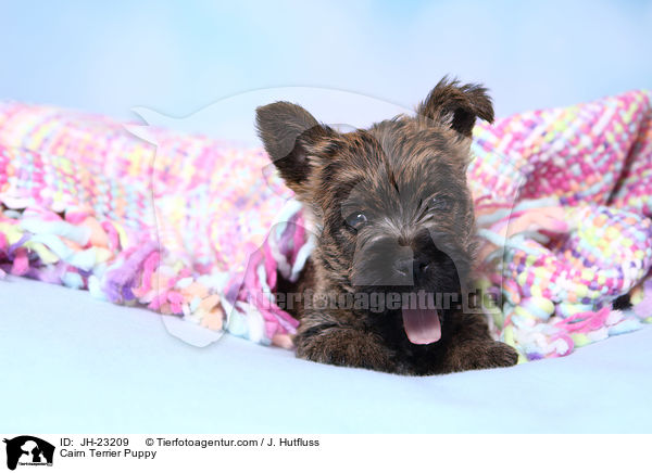 Cairn Terrier Puppy / JH-23209