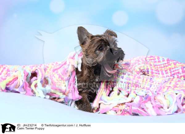 Cairn Terrier Puppy / JH-23214