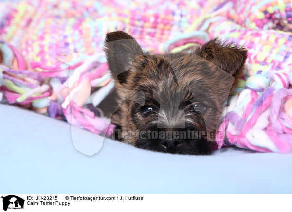Cairn Terrier Puppy / JH-23215