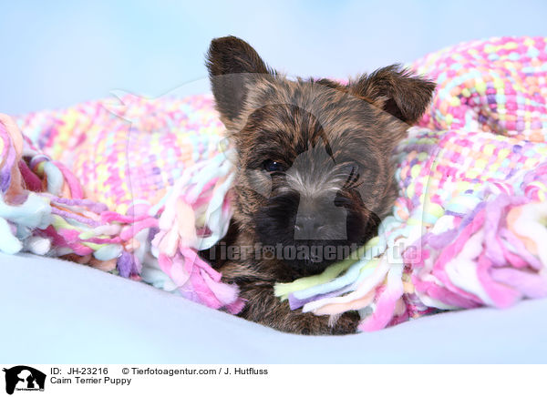 Cairn Terrier Puppy / JH-23216