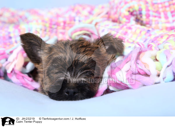 Cairn Terrier Puppy / JH-23219