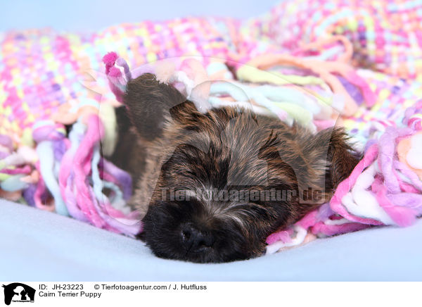 Cairn Terrier Puppy / JH-23223