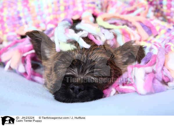 Cairn Terrier Puppy / JH-23224