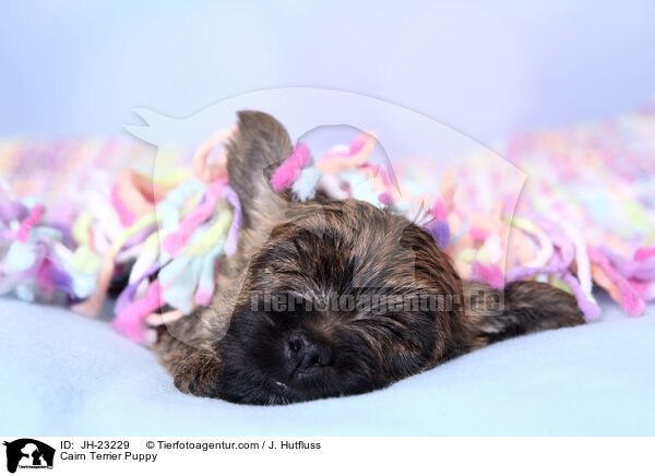 Cairn Terrier Puppy / JH-23229
