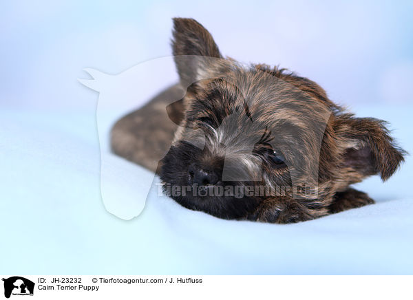 Cairn Terrier Puppy / JH-23232