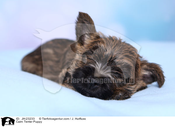 Cairn Terrier Puppy / JH-23233