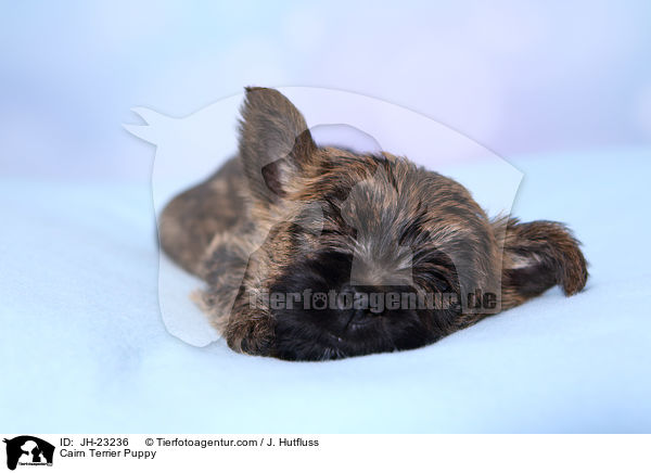 Cairn Terrier Puppy / JH-23236
