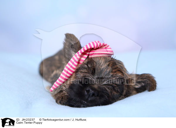 Cairn Terrier Puppy / JH-23237