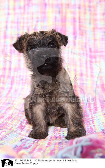 Cairn Terrier Puppy / JH-23241