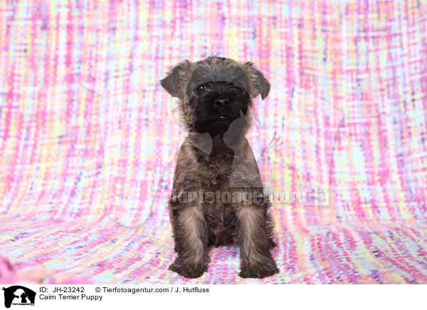 Cairn Terrier Puppy / JH-23242