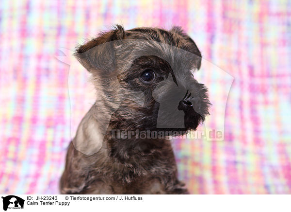 Cairn Terrier Puppy / JH-23243