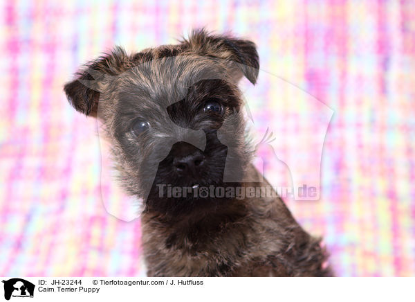 Cairn Terrier Puppy / JH-23244