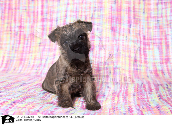 Cairn Terrier Puppy / JH-23245