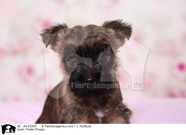 Cairn Terrier Puppy / JH-23247