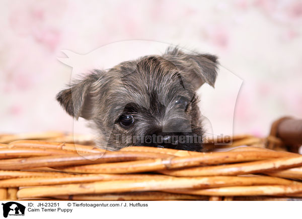 Cairn Terrier Puppy / JH-23251