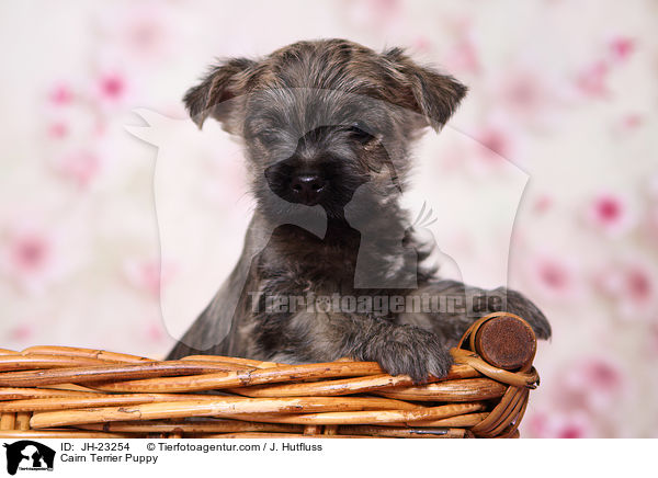 Cairn Terrier Puppy / JH-23254