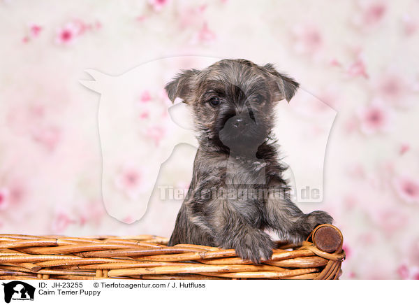 Cairn Terrier Puppy / JH-23255