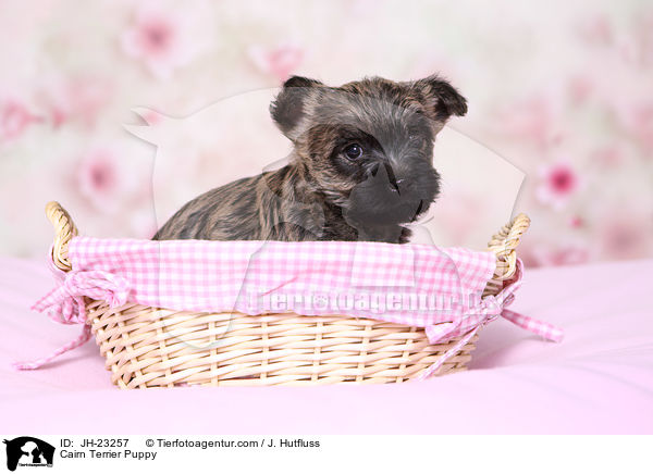 Cairn Terrier Puppy / JH-23257