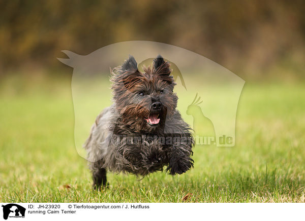 running Cairn Terrier / JH-23920