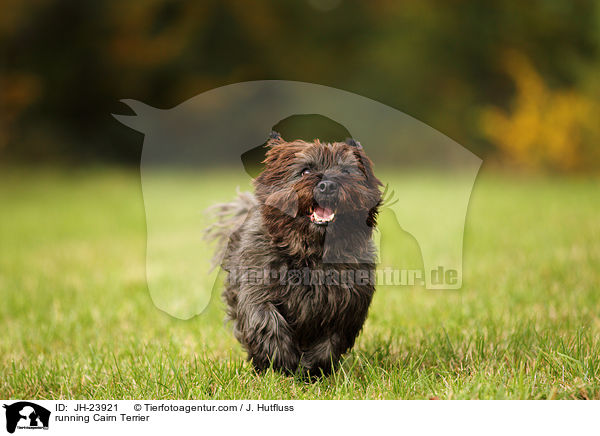 running Cairn Terrier / JH-23921