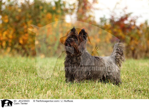 Cairn Terrier / JH-23923